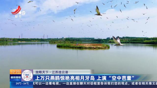 【放眼天下】江苏连云港：上万只燕鸥惊艳亮相月牙岛 上演“空中芭蕾