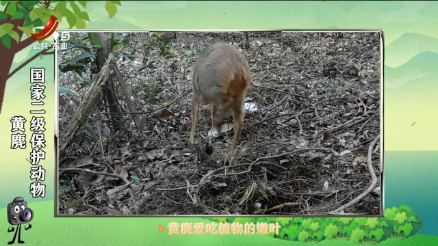 绿野秘踪20250614