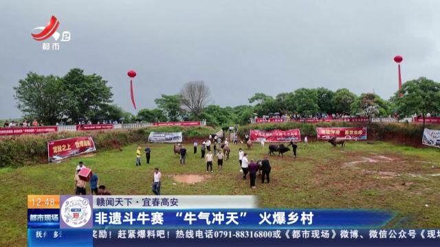 【赣闻天下】宜春高安：非遗斗牛赛 “牛气冲天”火爆乡村