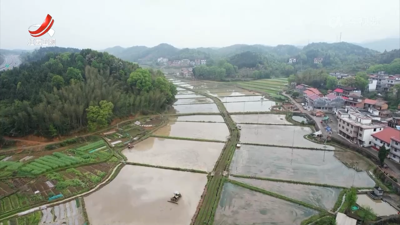 中稻播栽过四成 绿色生产效益高