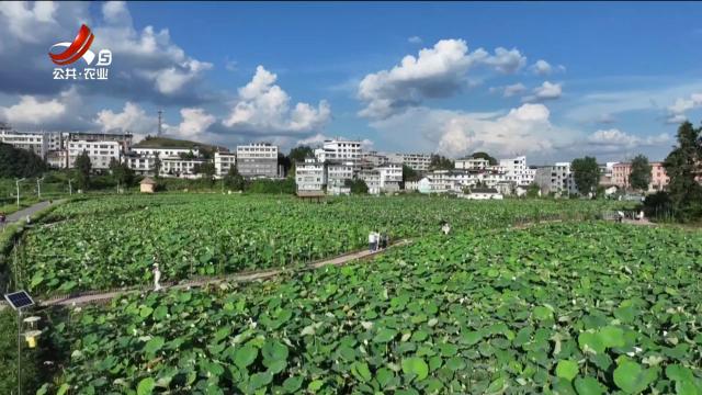 赣州石城：十万亩荷花盛放 助推农旅融合