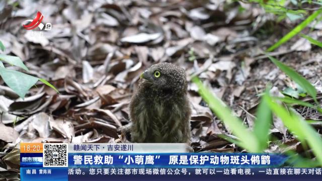 【赣闻天下】吉安遂川：警民救助“小萌鹰” 原是保护动物斑头鸺鹠