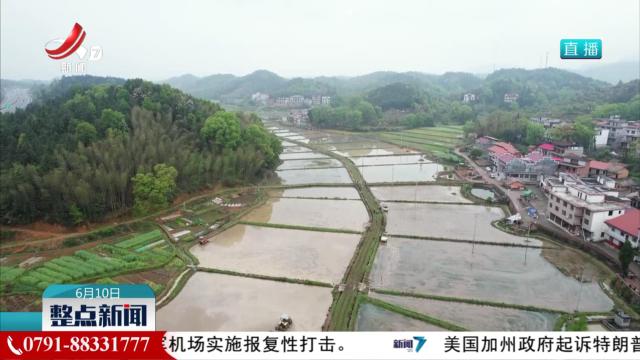 中稻播栽过四成 绿色生产效益高