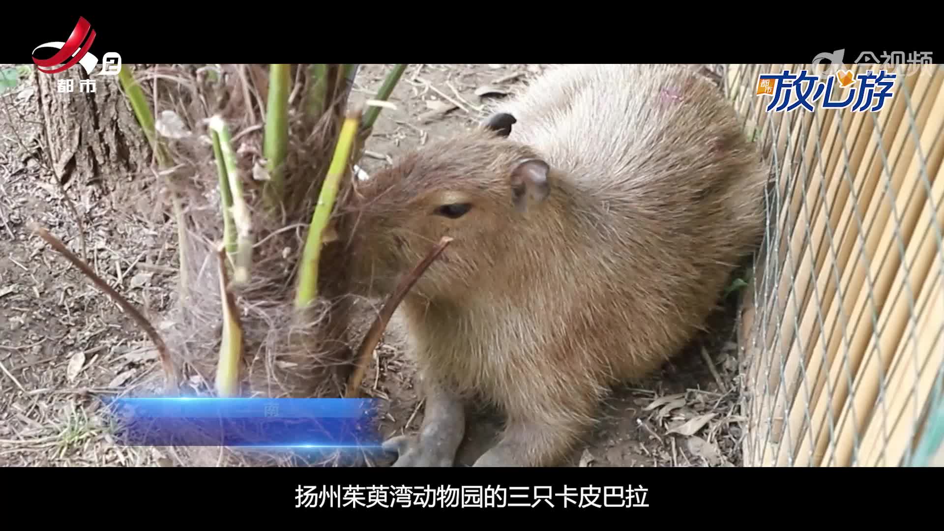 都市放心游20250608