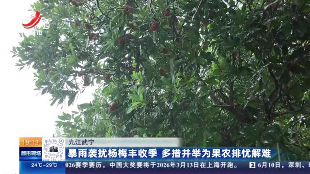 九江武宁：暴雨袭扰杨梅丰收季 多措并举为果农排忧解难