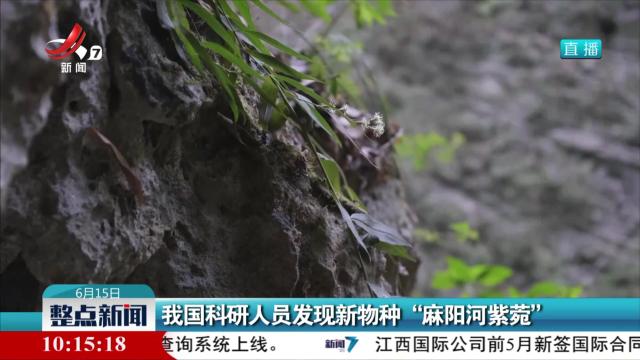 我国科研人员发现新物种“麻阳河紫苑”