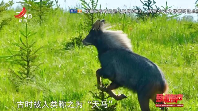 落槌有声20250602 守护青山精灵
