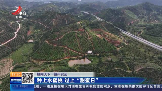 【赣闻天下】赣州安远：种上水蜜桃 过上“甜蜜日”
