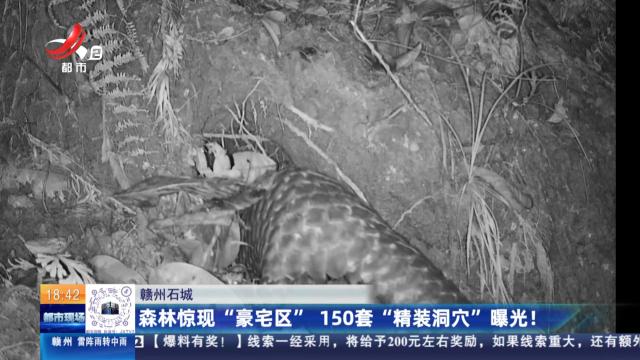 赣州石城：森林惊现“豪宅区” 150套“精装洞穴”曝光！