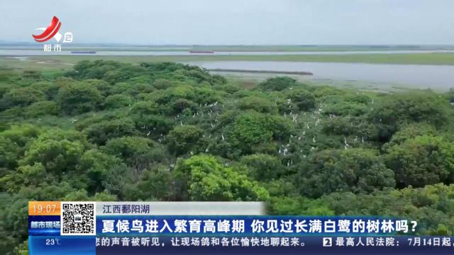 江西鄱阳湖：夏候鸟进入繁育高峰期 你见过长满白鹭的树林吗？
