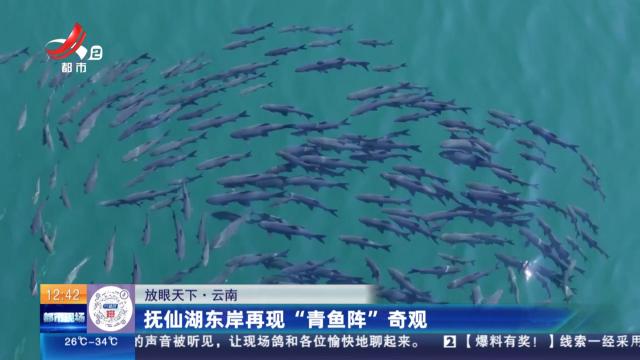 【放眼天下】云南：抚仙湖东岸再现“青鱼阵”奇观
