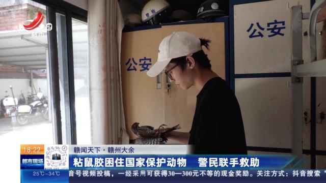 【赣闻天下】赣州大余：粘鼠胶困住国家保护动物 警民练手救助
