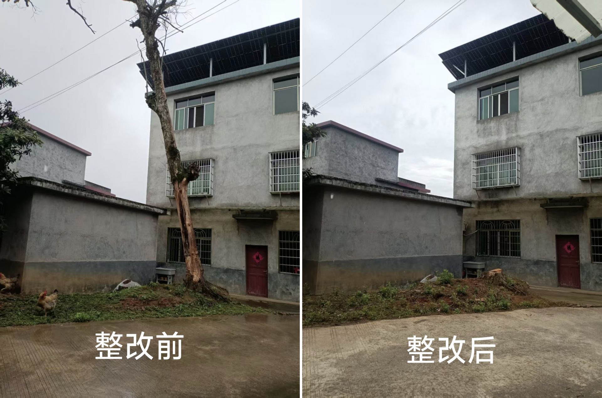 江西万载：枯树隐患“一日清零” 12345热线“民呼速应”显温度