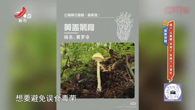健康提醒：菌子“头戴帽 系裙子 穿靴子”不要吃