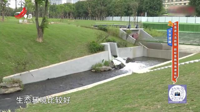 安全提醒：蛇类进入活跃期 防蛇急救指南请收好