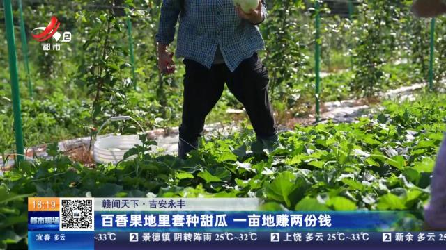 【赣闻天下】吉安永丰：百香果地里套种甜瓜 一亩地赚两份钱