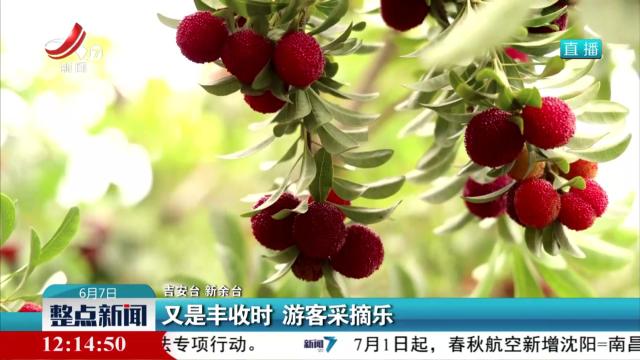 又是丰收时 游客采摘乐