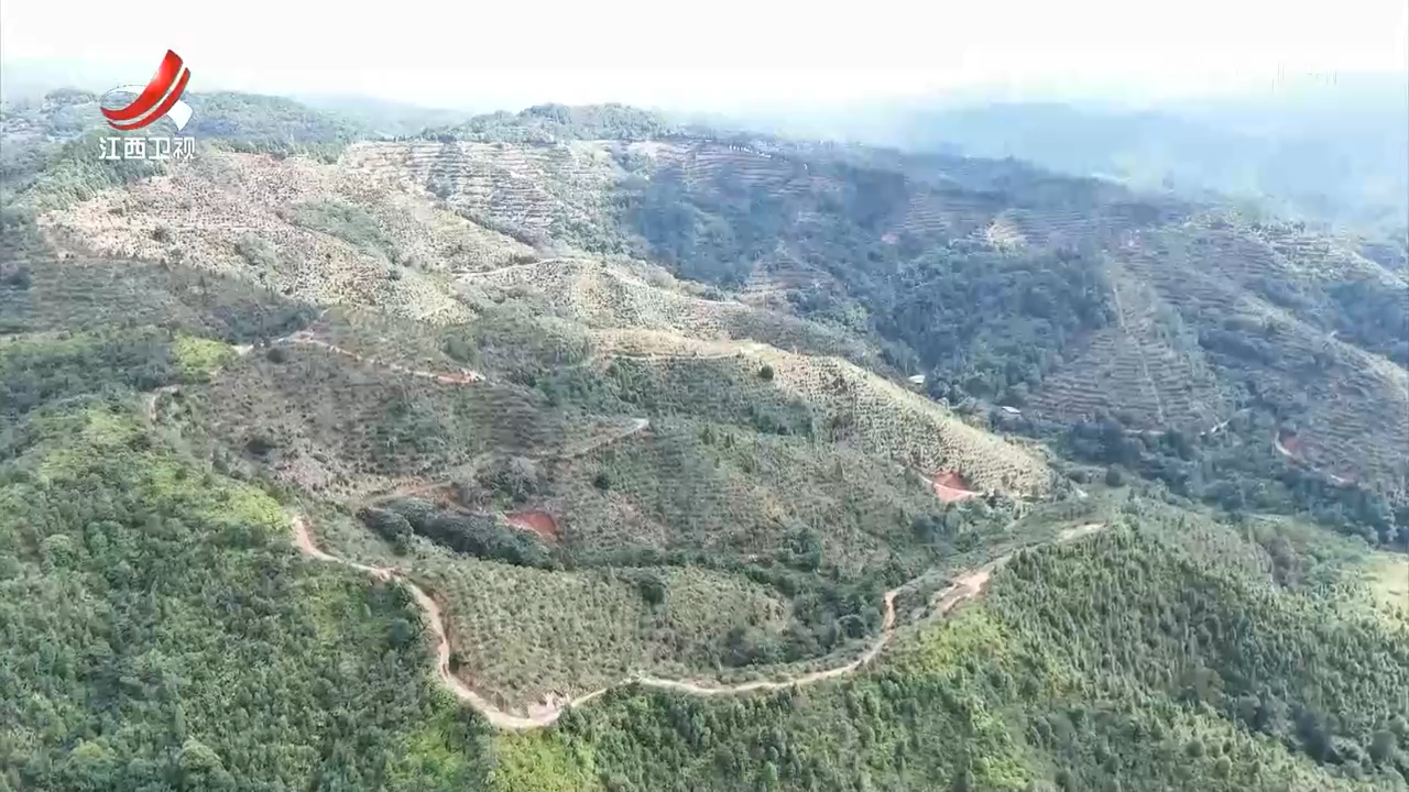 【做好“土特产”文章 建设现代化大产业】江西：全链条提质增效 油茶果“变身”产业明珠