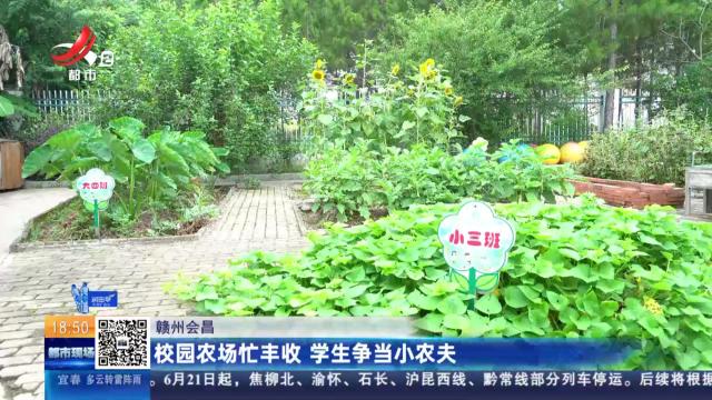 赣州会昌：校园农场忙丰收 学生争当小农夫