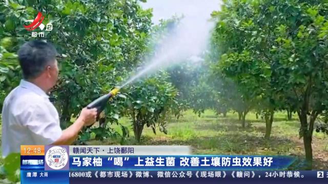 【赣闻天下】上饶鄱阳：马家柚“喝”上益生菌 改善土壤防虫效果好
