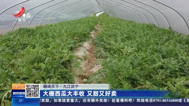 【赣闻天下】九江武宁：大棚西瓜大丰收 又甜又好卖