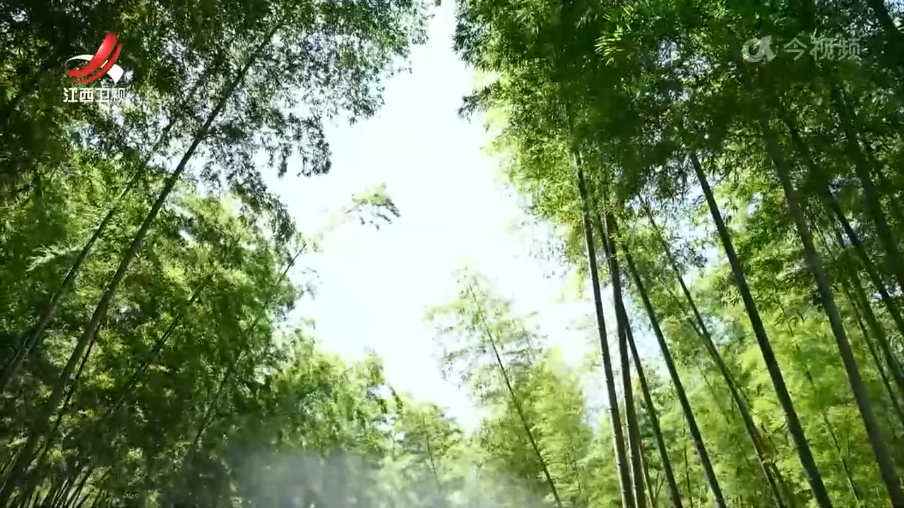 我省在全球首次破译雷竹“基因密码”