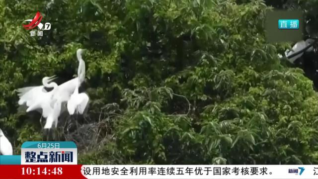 南昌：近2万只小鹭鸟振翅练飞
