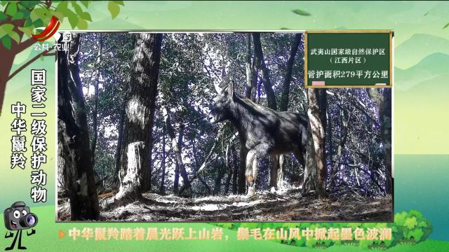 绿野秘踪20250604