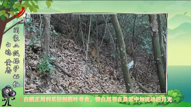 绿野秘踪20250630