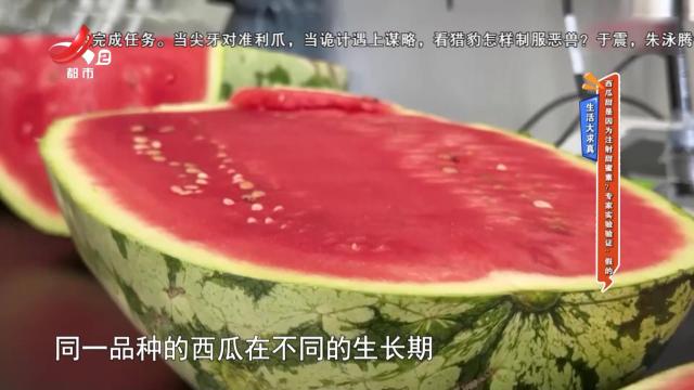【生活大求真】西瓜甜是因为注射甜蜜素？专家实验验证：假的