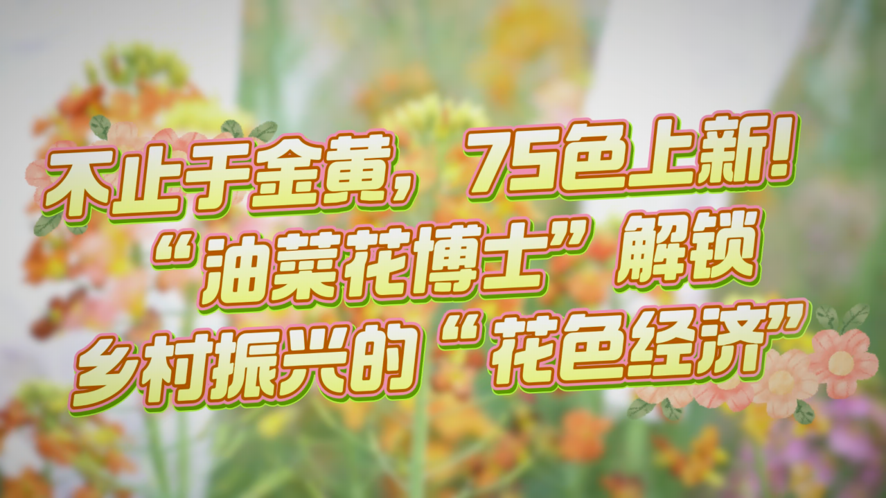 不止于金黄，75色上新！“油菜花博士”解锁乡村振兴的 “花色经济”
