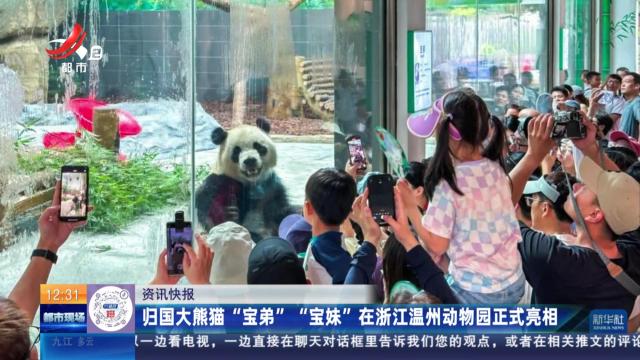 归国大熊猫“宝弟”“宝妹”在浙江温州动物园正式亮相