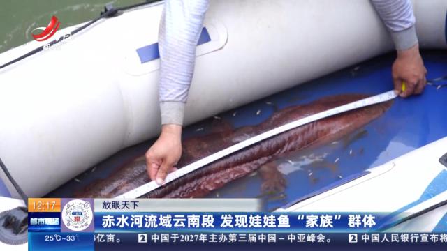 【放眼天下】赤水河流域云南段 发现娃娃鱼“家族”群体