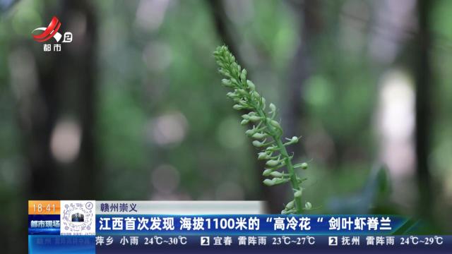 赣州崇义：江西首次发现 海拔1100米的“高冷花”剑叶虾脊兰