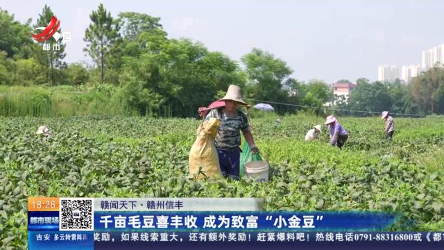 【赣闻天下】赣州信丰：千亩毛豆喜丰收 成为致富“小金豆”