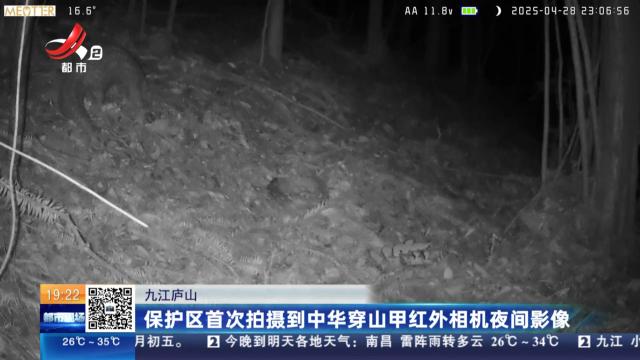 九江庐山：保护区首次拍摄到中华穿山甲红外相机夜间影像