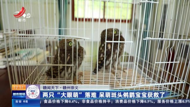【赣闻天下】赣州崇义：两只“大眼萌”落难 呆萌斑头鸺鹠宝宝获救了