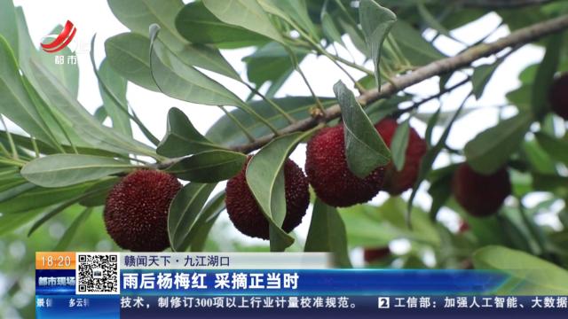 【赣闻天下】九江湖口：雨后杨梅红 采摘正当时