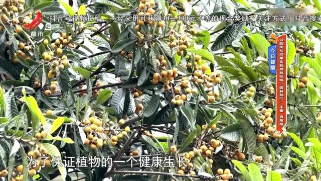 【今日提醒】公园街头的果实能摘能吃吗？园林部门：不要 有危险