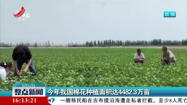 今年我国棉花种植面积达4482.3万亩