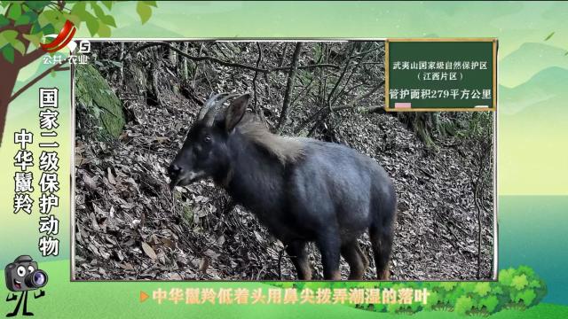 绿野秘踪20250602