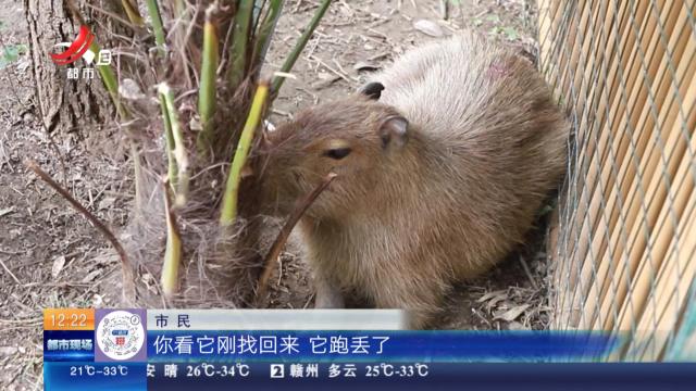 【放眼天下】江苏扬州：出逃两个月 “豆包”回家了