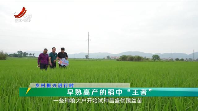 稻花香里20250611 乡村振兴进行时——早熟高产的稻中“王者”