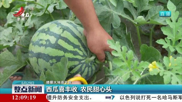 【赣鄱大地喜丰收】西瓜喜丰收 农民甜心头