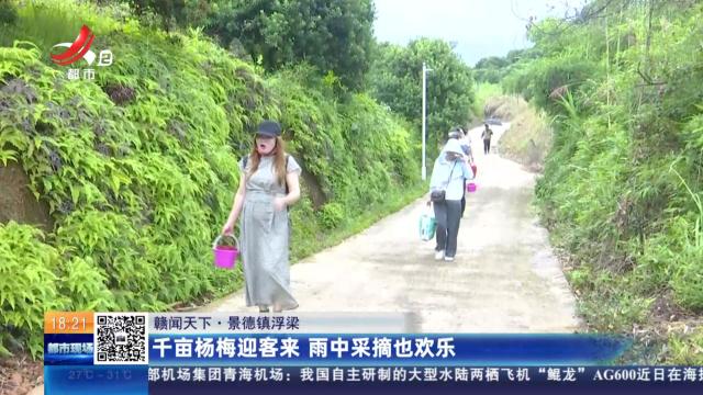 【赣闻天下】景德镇浮梁：千亩杨梅迎客来 雨中采摘也欢乐