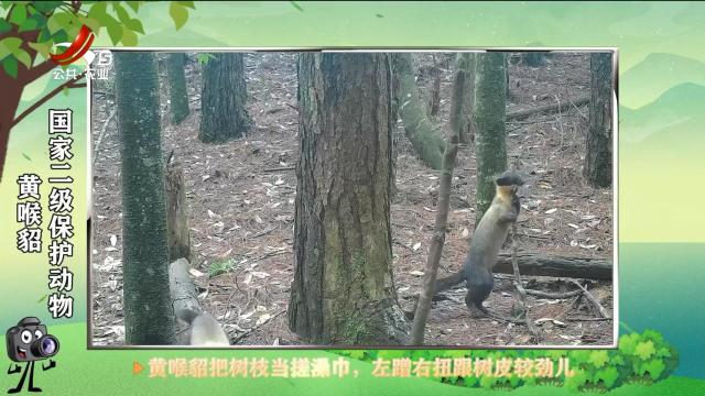 绿野秘踪20250617