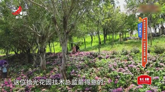 广西南宁——来赴这场芬芳派对吧 150亩绣球花盛情“邀约”