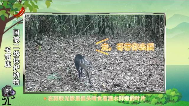绿野秘踪20250607