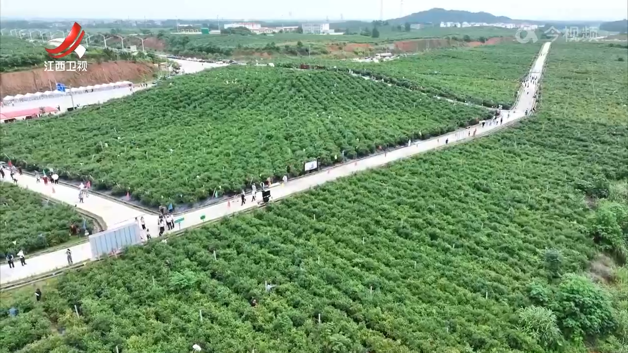 【赣鄱大地喜丰收】甜蜜初夏 瓜果飘香