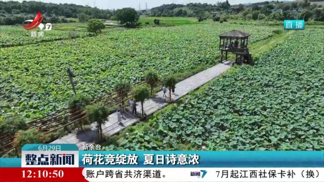荷花竞绽放 夏日诗意浓